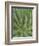 Agave, San Jose Del Cabo, Baja California Sur, Mexico-Rob Tilley-Framed Photographic Print