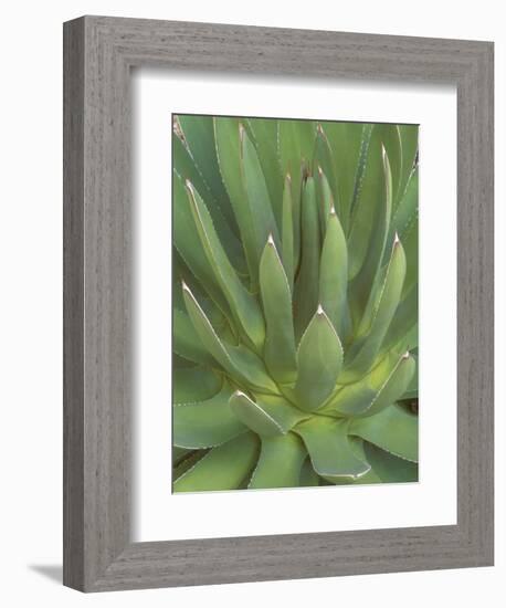 Agave, San Jose Del Cabo, Baja California Sur, Mexico-Rob Tilley-Framed Photographic Print