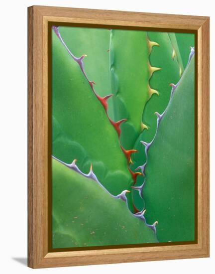 Agave, Sonora Desert Museum, Tucson, Arizona, USA-Rob Tilley-Framed Premier Image Canvas