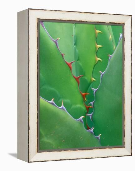 Agave, Sonora Desert Museum, Tucson, Arizona, USA-Rob Tilley-Framed Premier Image Canvas