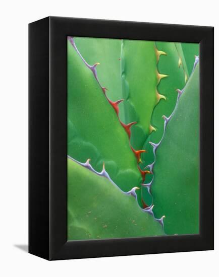 Agave, Sonora Desert Museum, Tucson, Arizona, USA-Rob Tilley-Framed Premier Image Canvas