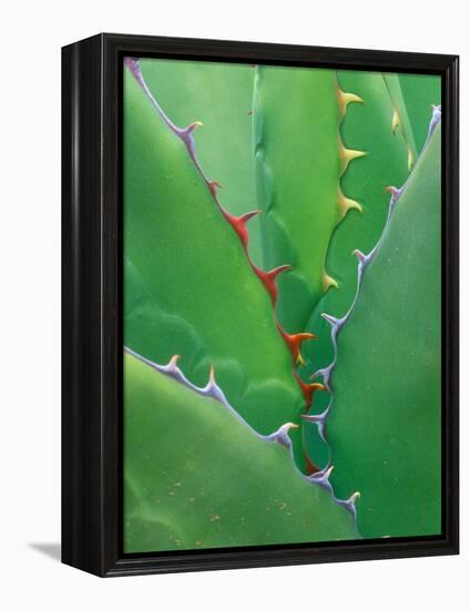 Agave, Sonora Desert Museum, Tucson, Arizona, USA-Rob Tilley-Framed Premier Image Canvas