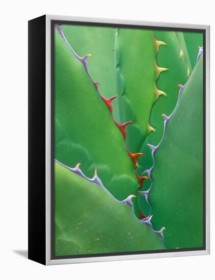 Agave, Sonora Desert Museum, Tucson, Arizona, USA-Rob Tilley-Framed Premier Image Canvas