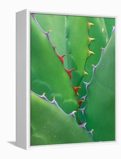 Agave, Sonora Desert Museum, Tucson, Arizona, USA-Rob Tilley-Framed Premier Image Canvas