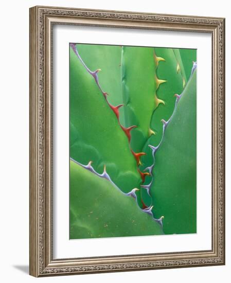 Agave, Sonora Desert Museum, Tucson, Arizona, USA-Rob Tilley-Framed Photographic Print