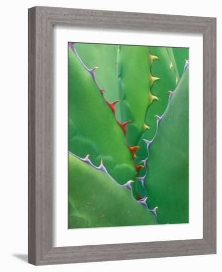 Agave, Sonora Desert Museum, Tucson, Arizona, USA-Rob Tilley-Framed Photographic Print