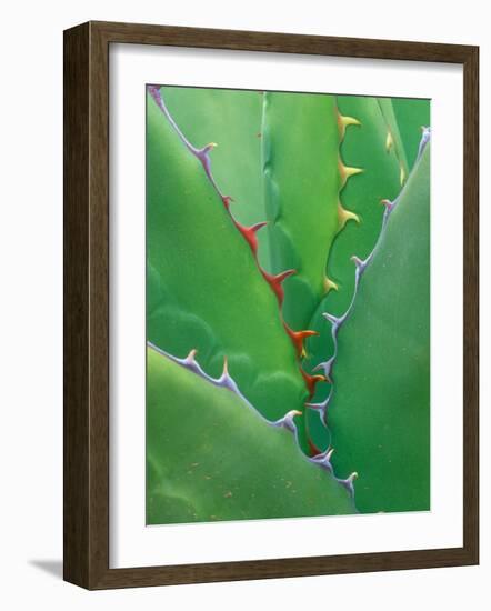 Agave, Sonora Desert Museum, Tucson, Arizona, USA-Rob Tilley-Framed Photographic Print