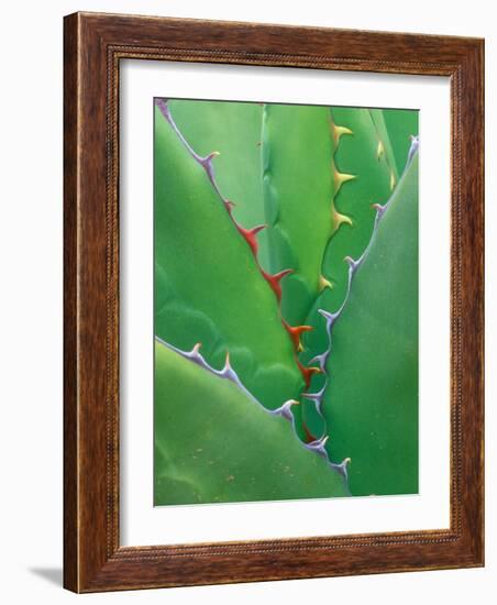 Agave, Sonora Desert Museum, Tucson, Arizona, USA-Rob Tilley-Framed Photographic Print