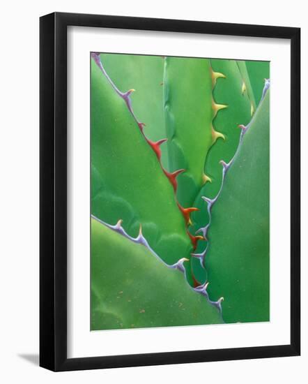 Agave, Sonora Desert Museum, Tucson, Arizona, USA-Rob Tilley-Framed Photographic Print