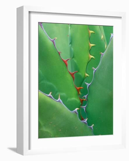 Agave, Sonora Desert Museum, Tucson, Arizona, USA-Rob Tilley-Framed Photographic Print