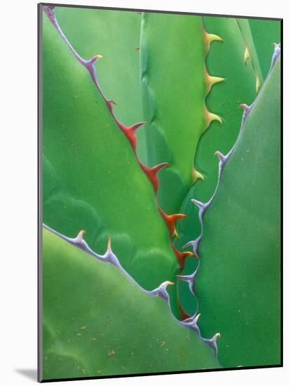 Agave, Sonora Desert Museum, Tucson, Arizona, USA-Rob Tilley-Mounted Photographic Print