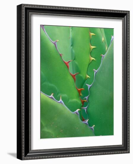 Agave, Sonora Desert Museum, Tucson, Arizona, USA-Rob Tilley-Framed Photographic Print