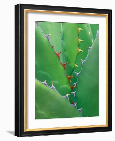 Agave, Sonora Desert Museum, Tucson, Arizona, USA-Rob Tilley-Framed Photographic Print