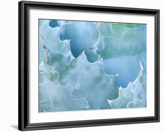 Agave, Sonora Desert Museum, Tucson, Arizona, USA-Rob Tilley-Framed Photographic Print