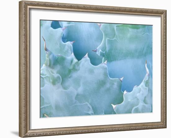 Agave, Sonora Desert Museum, Tucson, Arizona, USA-Rob Tilley-Framed Photographic Print