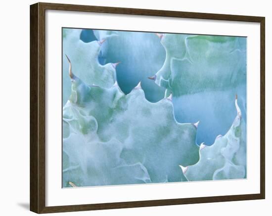 Agave, Sonora Desert Museum, Tucson, Arizona, USA-Rob Tilley-Framed Photographic Print