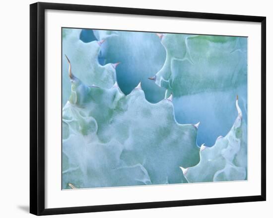 Agave, Sonora Desert Museum, Tucson, Arizona, USA-Rob Tilley-Framed Photographic Print