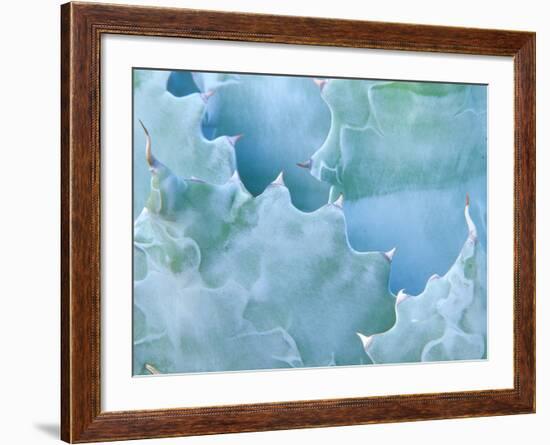 Agave, Sonora Desert Museum, Tucson, Arizona, USA-Rob Tilley-Framed Photographic Print