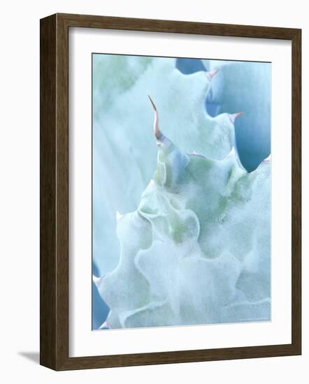 Agave, Sonora Desert Museum, Tucson, Arizona, USA-Rob Tilley-Framed Photographic Print