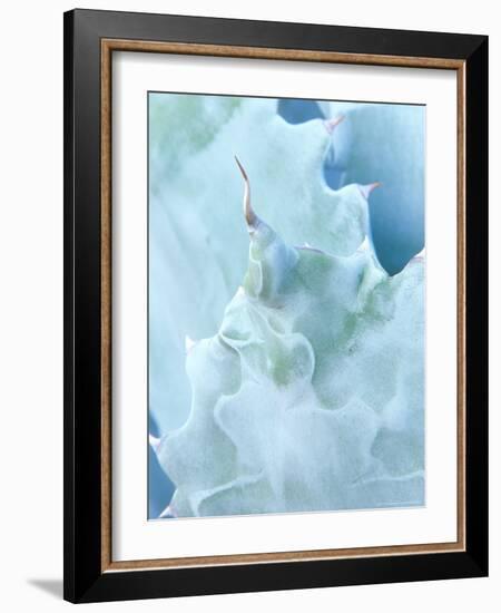 Agave, Sonora Desert Museum, Tucson, Arizona, USA-Rob Tilley-Framed Photographic Print