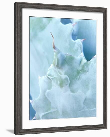 Agave, Sonora Desert Museum, Tucson, Arizona, USA-Rob Tilley-Framed Photographic Print