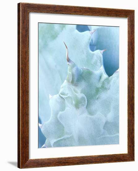 Agave, Sonora Desert Museum, Tucson, Arizona, USA-Rob Tilley-Framed Photographic Print