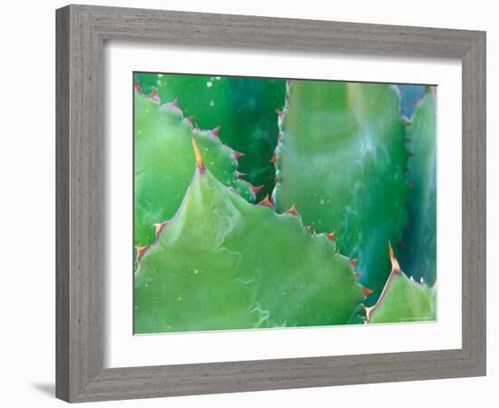 Agave, Sonora Desert Museum, Tucson, Arizona, USA-Rob Tilley-Framed Photographic Print