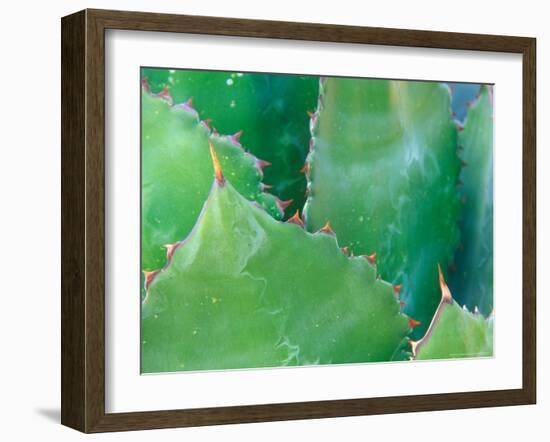 Agave, Sonora Desert Museum, Tucson, Arizona, USA-Rob Tilley-Framed Photographic Print