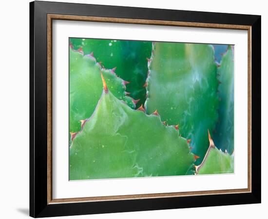 Agave, Sonora Desert Museum, Tucson, Arizona, USA-Rob Tilley-Framed Photographic Print