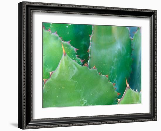 Agave, Sonora Desert Museum, Tucson, Arizona, USA-Rob Tilley-Framed Photographic Print