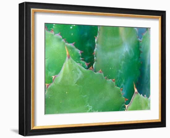 Agave, Sonora Desert Museum, Tucson, Arizona, USA-Rob Tilley-Framed Photographic Print