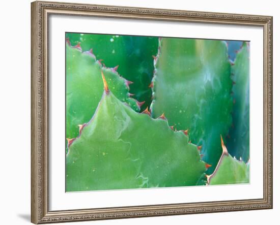 Agave, Sonora Desert Museum, Tucson, Arizona, USA-Rob Tilley-Framed Photographic Print