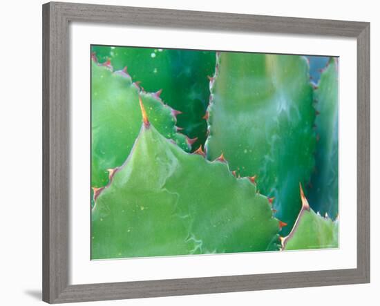 Agave, Sonora Desert Museum, Tucson, Arizona, USA-Rob Tilley-Framed Photographic Print