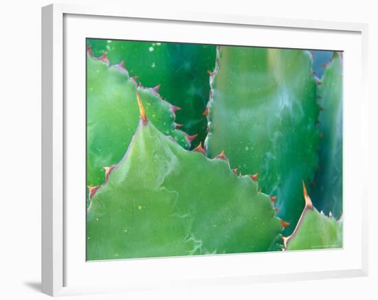 Agave, Sonora Desert Museum, Tucson, Arizona, USA-Rob Tilley-Framed Photographic Print