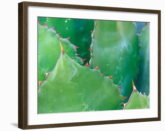 Agave, Sonora Desert Museum, Tucson, Arizona, USA-Rob Tilley-Framed Photographic Print