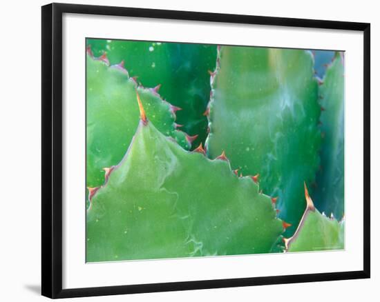 Agave, Sonora Desert Museum, Tucson, Arizona, USA-Rob Tilley-Framed Photographic Print