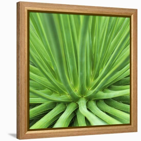 Agave Stricta-Micha Pawlitzki-Framed Premier Image Canvas