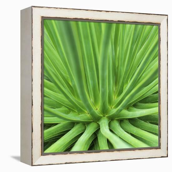 Agave Stricta-Micha Pawlitzki-Framed Premier Image Canvas