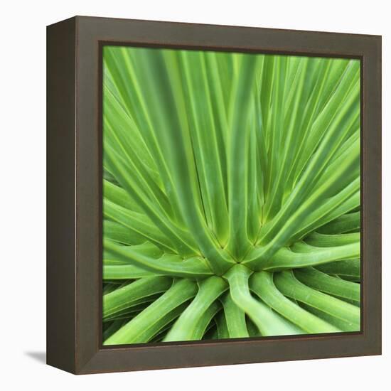 Agave Stricta-Micha Pawlitzki-Framed Premier Image Canvas