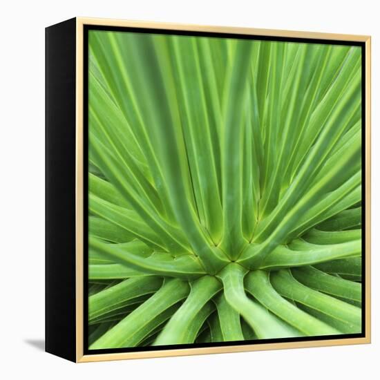 Agave Stricta-Micha Pawlitzki-Framed Premier Image Canvas