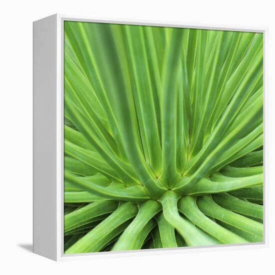 Agave Stricta-Micha Pawlitzki-Framed Premier Image Canvas