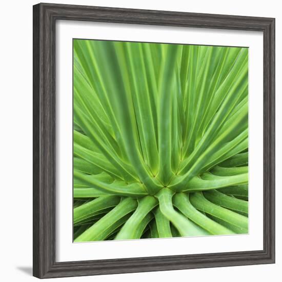 Agave Stricta-Micha Pawlitzki-Framed Photographic Print