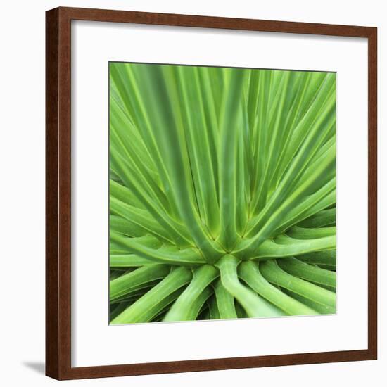 Agave Stricta-Micha Pawlitzki-Framed Photographic Print