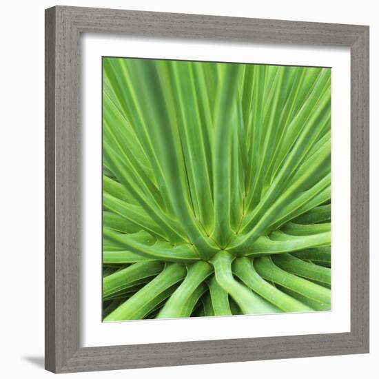 Agave Stricta-Micha Pawlitzki-Framed Photographic Print