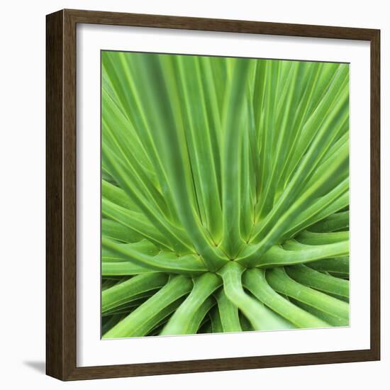 Agave Stricta-Micha Pawlitzki-Framed Photographic Print