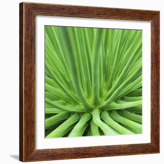 Agave Stricta-Micha Pawlitzki-Framed Photographic Print