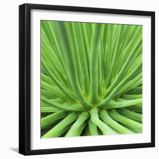 Agave Stricta-Micha Pawlitzki-Framed Photographic Print