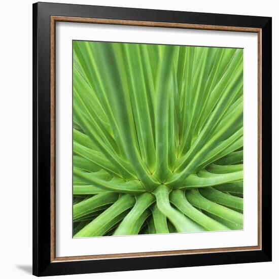 Agave Stricta-Micha Pawlitzki-Framed Photographic Print