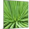 Agave Stricta-Micha Pawlitzki-Mounted Photographic Print