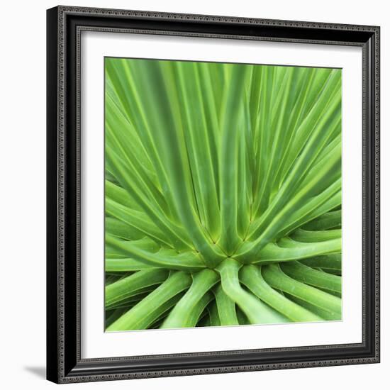 Agave Stricta-Micha Pawlitzki-Framed Photographic Print